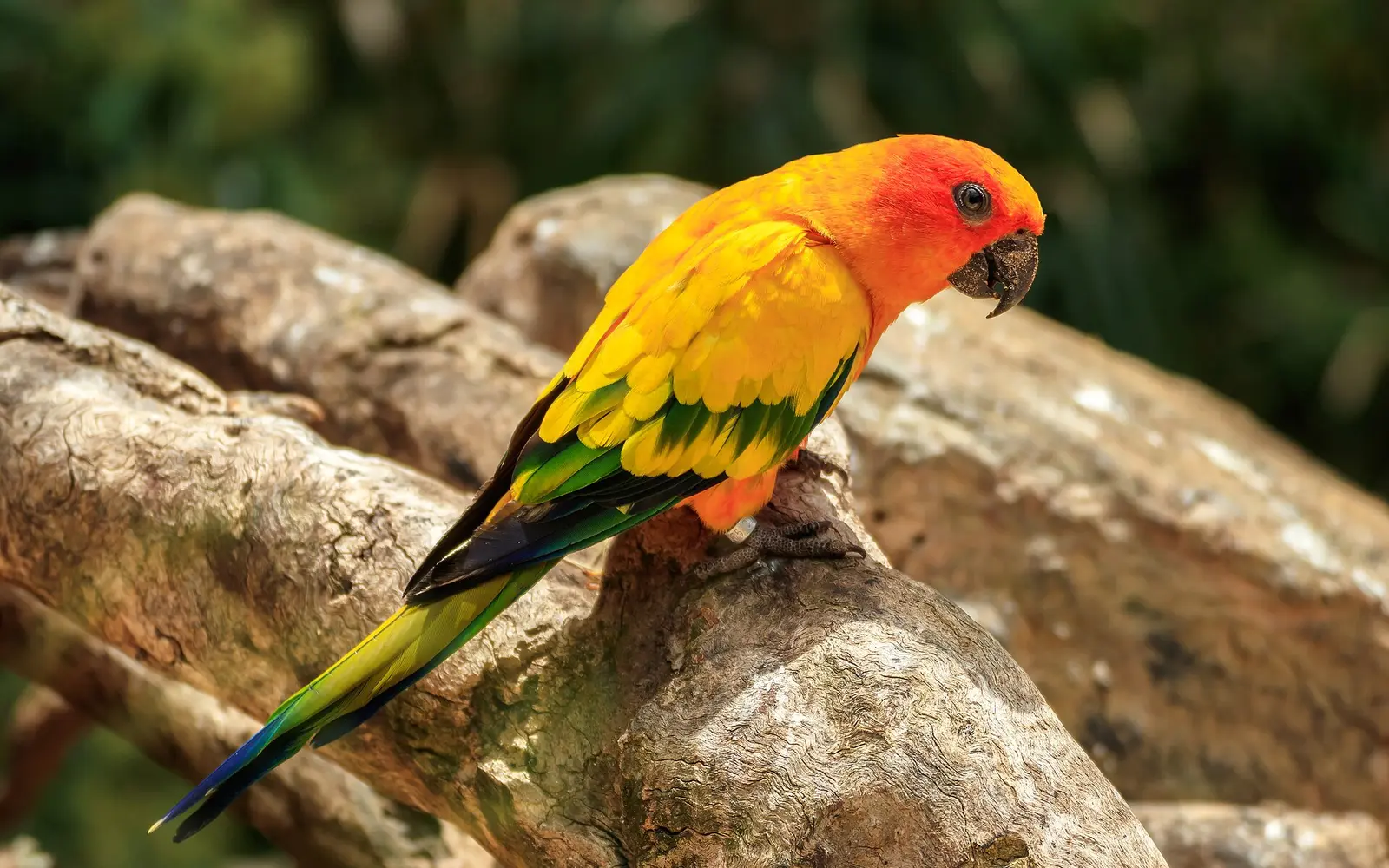 Loro Parque