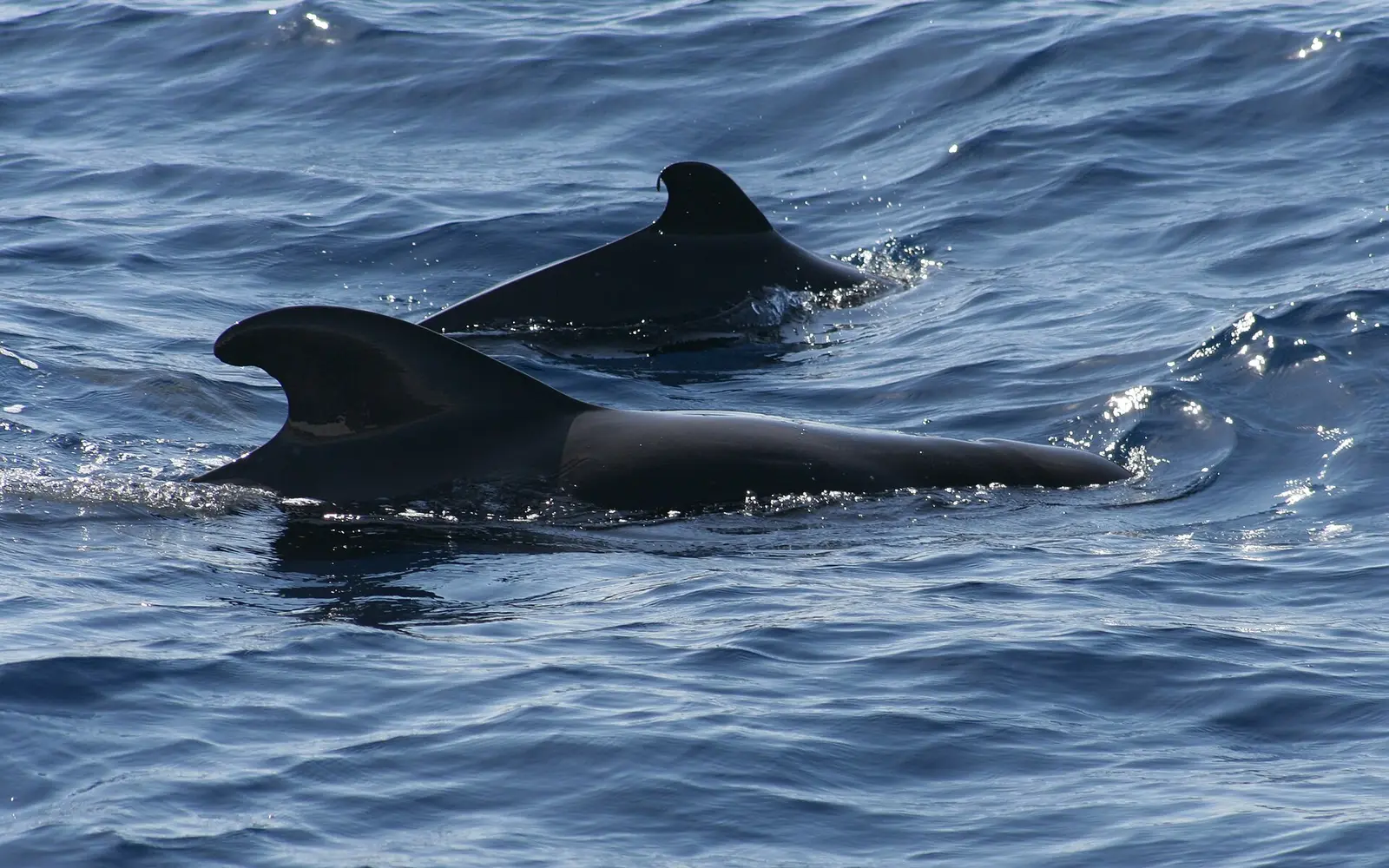 Balene e delfini